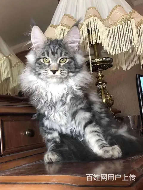 哪里有缅因猫卖的 缅因猫多少钱一只 缅因猫价格 - 图片 1