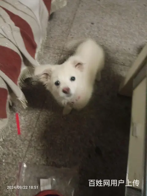 银狐犬 - 图片
