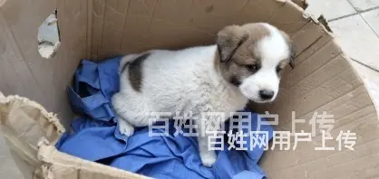 太原活体邮寄-宠物托运-门对门接送/安全高效今日推荐 - 图片 6