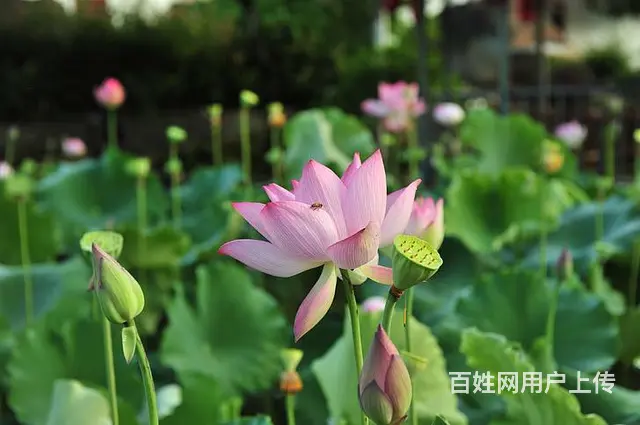 苏州金桥翻译社英语笔译翻译公司 - 图片