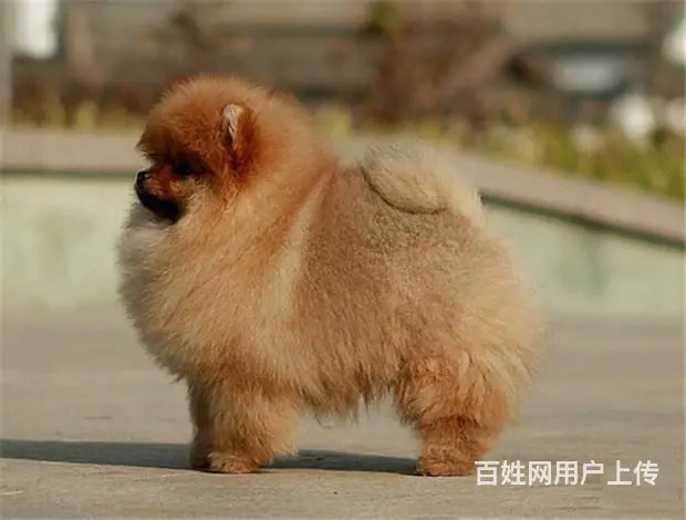 哈多利博美犬品相好、骨骼小、超萌可爱 - 图片 9