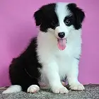 惠州边牧繁殖场 边牧犬舍联系方式