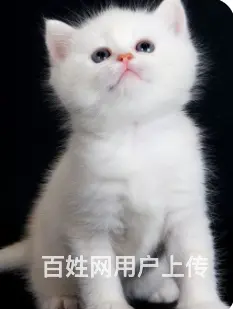 领养1个月猫宝宝，活泼可爱，（苏州工业园区湖西​‌ - 图片 3