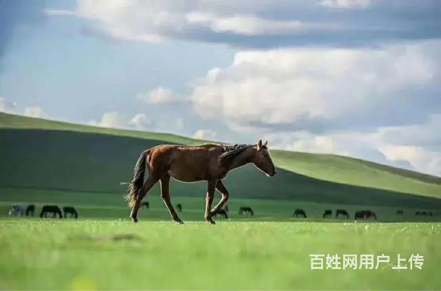 呼伦贝尔大草原自由行包车师傅推荐《王师傅》 - 图片 9