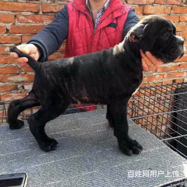 辽阳卡斯罗活体购宠中心电话地址 - 图片 2