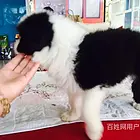 林芝哪里卖卡斯罗狗狗卡斯罗多少钱一只