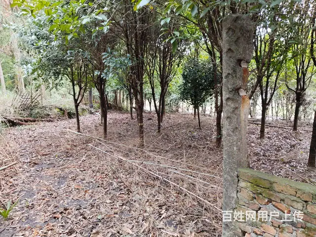 田园民居 - 图片 4