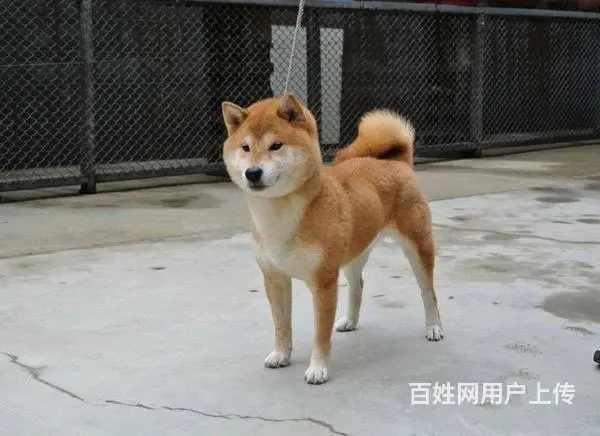 赛级双血统柴犬、纯种日本柴犬出售、同城上门送货 - 图片 4