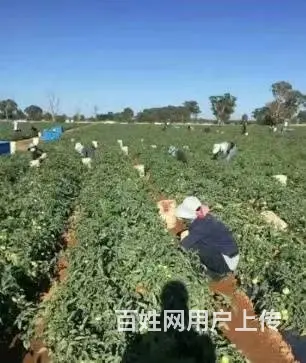 新西兰正规出国劳务，建筑工司机农场工厂普工 - 图片 5