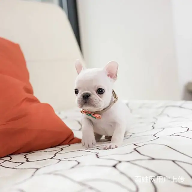 出售血统纯种法国斗牛犬狗狗奶油白色黑白黑法牛 - 图片 8