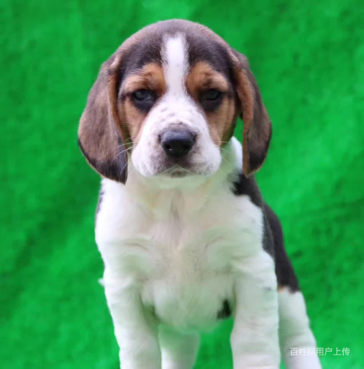 白山出售纯种比格犬 保纯种健康 比格照片 比格价格