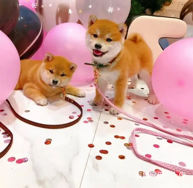 精品日本柴犬 高品质 低价位  购犬可签协议送用品 - 图片 5