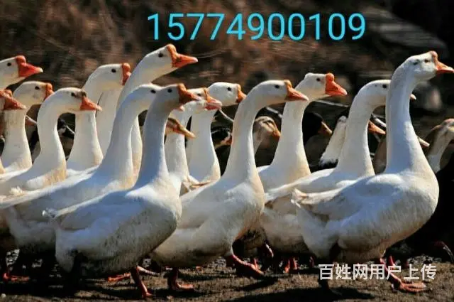 赤峰鹅苗批发鹅雏 - 图片 6