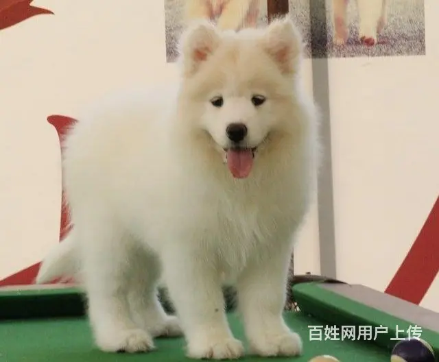 琼海哪里有出售萨摩耶幼犬宝宝 定时做疫苗和驱虫 公 - 图片 3