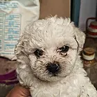 出售比熊幼犬一窝