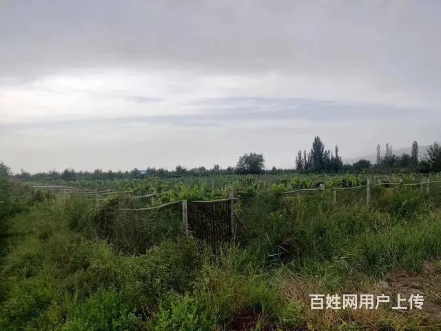 （都市信息）兰干乡葡萄园转让 - 图片 5