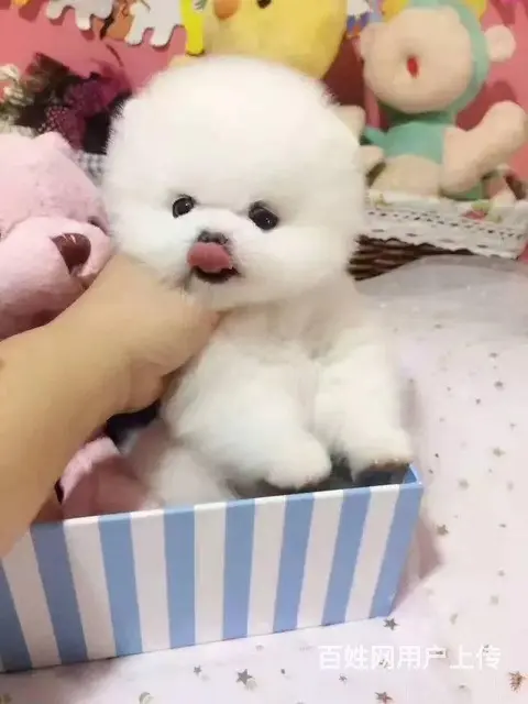 纯种博美 哈多利球体博美 白色博美犬多少钱一只 - 图片 3