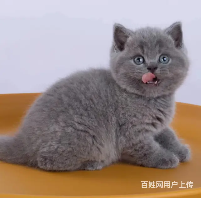 蓝猫蓝胖子多少钱一只 几个月发腮 图片价格 - 图片 1
