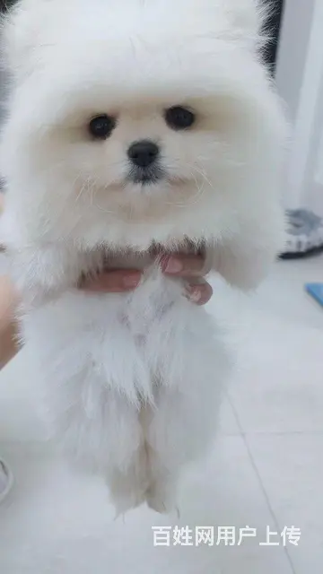 出售茶杯博美犬（个人） - 图片 3
