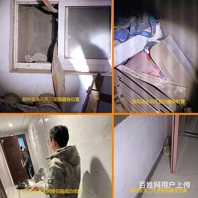 猫丢了怎么找回 真的可以试试专业找猫团队 - 图片 6