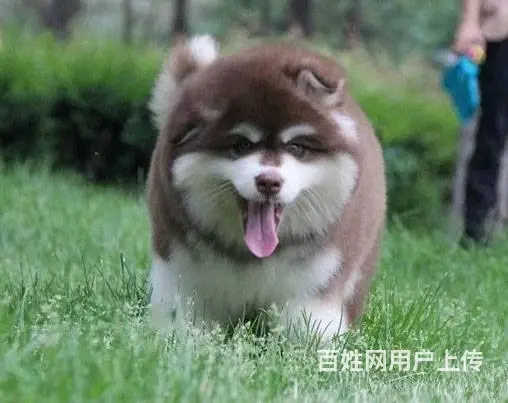 熊版纯种阿拉斯加犬专业繁殖犬舍 可上门看狗现货实价 - 图片 5