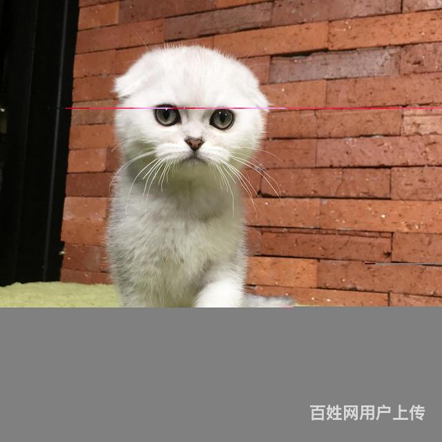 宜春银渐层猫舍位置 本地银渐层猫舍地址在哪儿的图片