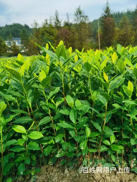 黄金叶茶苗 源头直销 安吉黄金芽 价格面议 - 图片 1