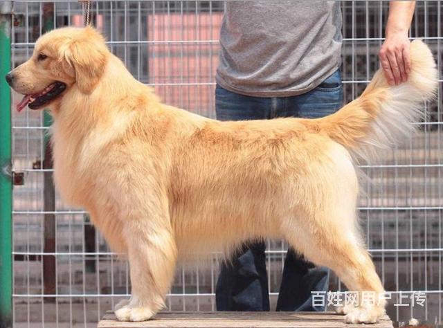 純血統金毛幼犬賽級金毛幼犬北京市金毛犬舍