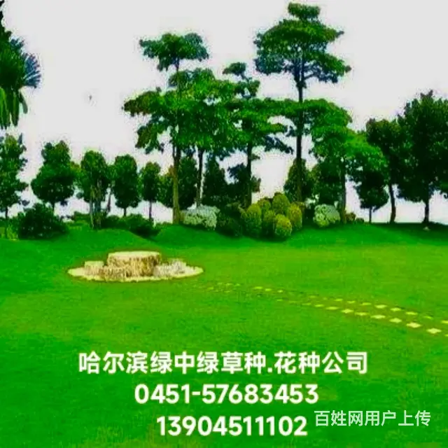 __哈尔滨绿中绿草种.花种公司__ - 图片 1