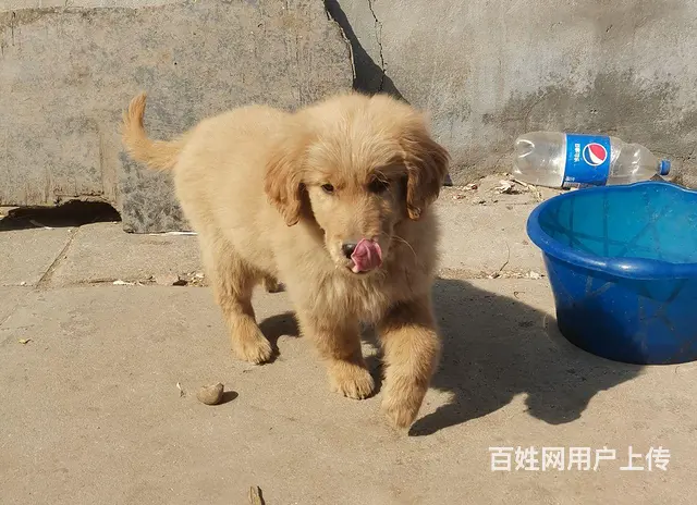 自己家狗下的纯金毛 - 图片 9
