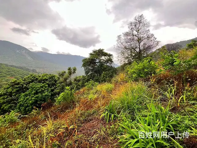从化区温泉旅游区附近70亩果园休闲庄园整体转让 - 图片 5