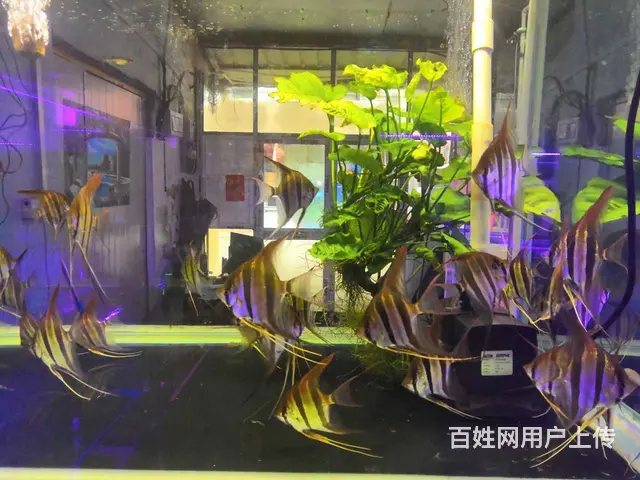 苏州哪家清洗鱼缸好 - 图片 1