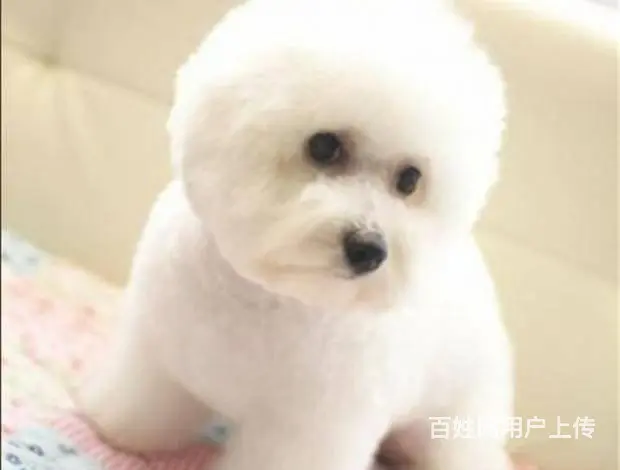 纯种比熊犬，赛级比熊犬，比熊价格专业繁育比熊基地 - 图片 3