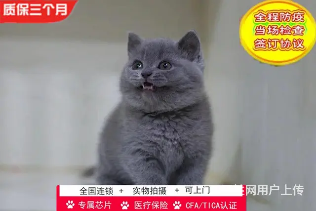 哪里有英短蓝猫卖的 蓝猫怎么养 英短蓝猫多少钱 - 图片 6