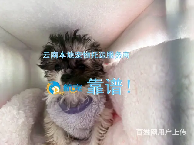 不是中间商 昆明富民县宠物托运全国 上门接 - 图片 2