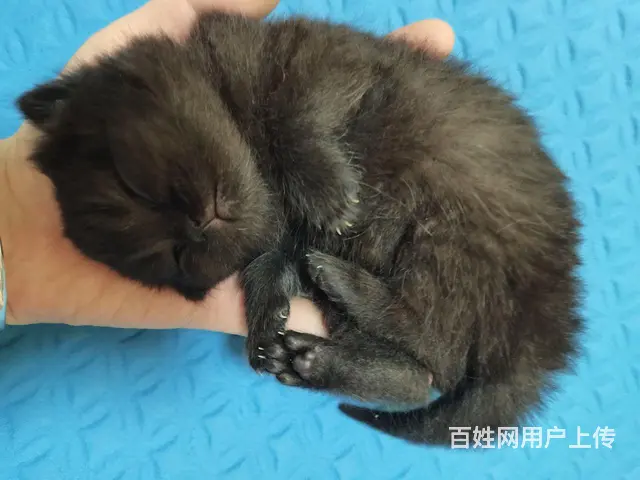 永州自家繁育美短小猫崽身体健康提前预约 - 图片 3