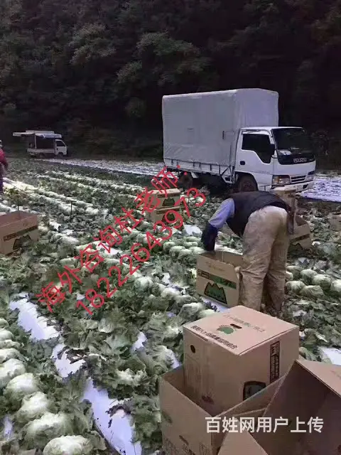 出国全球（无费用）年薪60万华人雇主直招 - 图片 4