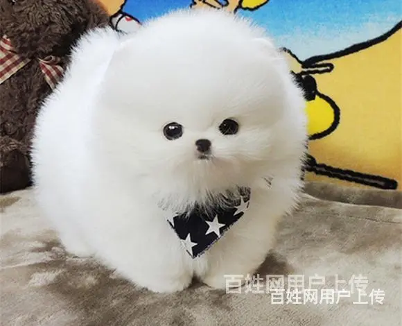 保亭博美市场价位博美一般多少钱呢 - 图片 2