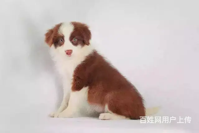 徐州哪有繁殖边牧幼犬的，边牧幼犬多少钱一只 - 图片 7