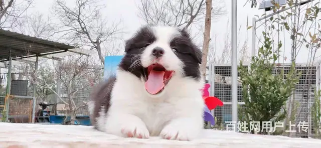 宿迁边境牧羊犬，2-3个月幼犬【益帆边境犬舍】 - 图片 4