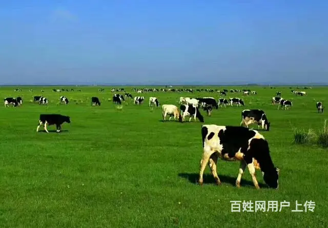 呼伦贝尔满洲里旅游包车师傅排名好司机推荐常师傅靠谱 - 图片 9