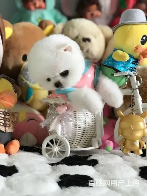 纯种赛级博美幼犬、包健康现场检测、不纯全额退款 - 图片 7