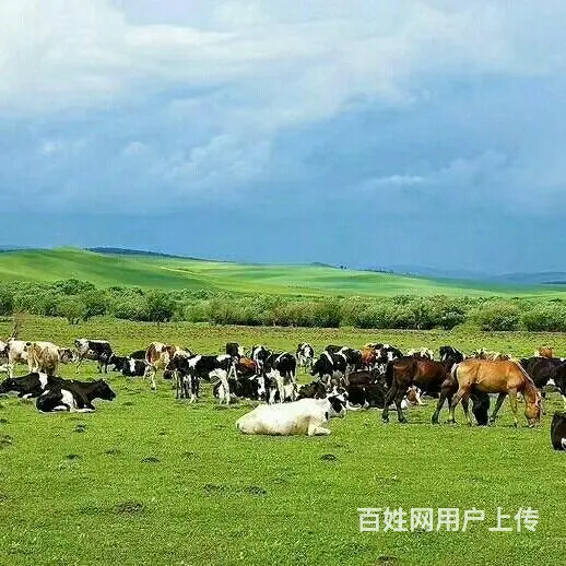 呼伦贝尔额尔古纳草原旅游租车包车师傅排名 - 图片 1