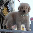 衡阳哪里可以买到纯种金毛犬