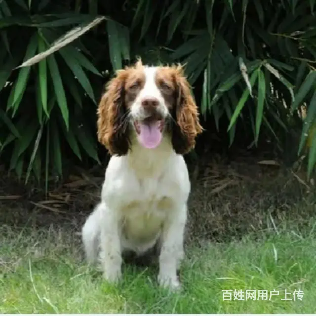 杭州【十年老店】常年繁殖优质血统史宾格幼犬 - 图片 10