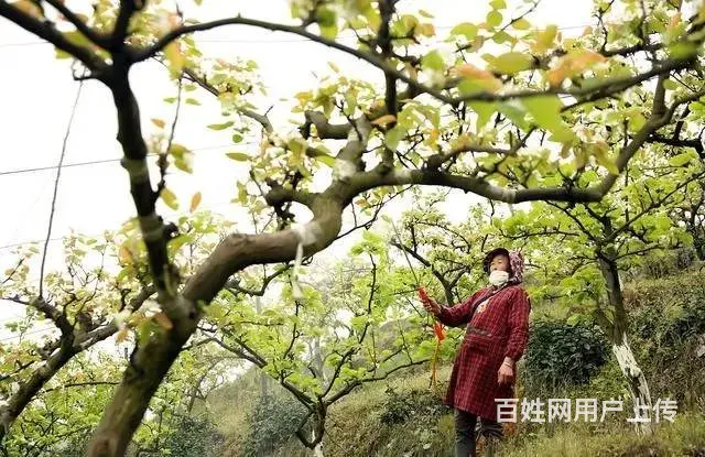 柑橘果树蚧壳虫木虱防治抗性木虱蚧壳虫解决方案 - 图片 3