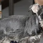 嘉兴正规雪纳瑞犬舍地点联系方式