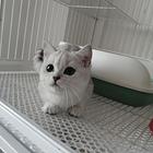 渐层小矮脚