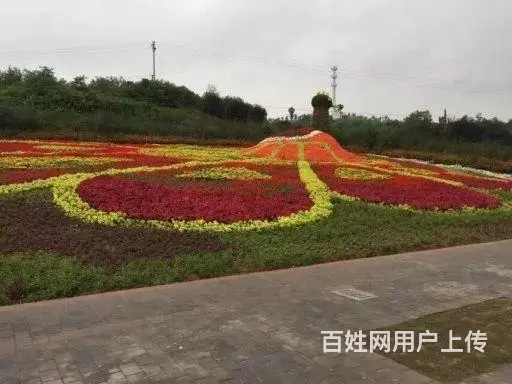 贵州草花贵州草坪贵州苗木贵州花卉批发 - 图片 8