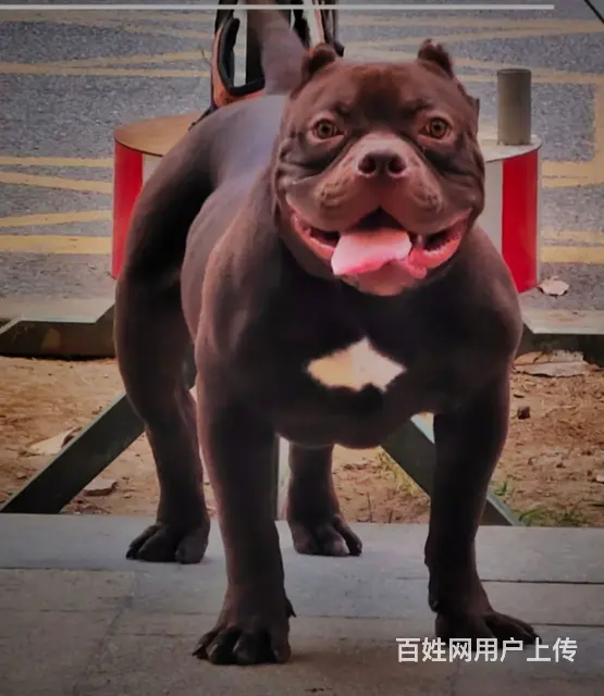 广州宠物狗狗训练学校 - 图片